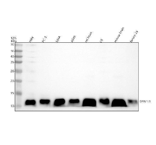 m03454 dyn1l1 primary antibodies wb testing 1