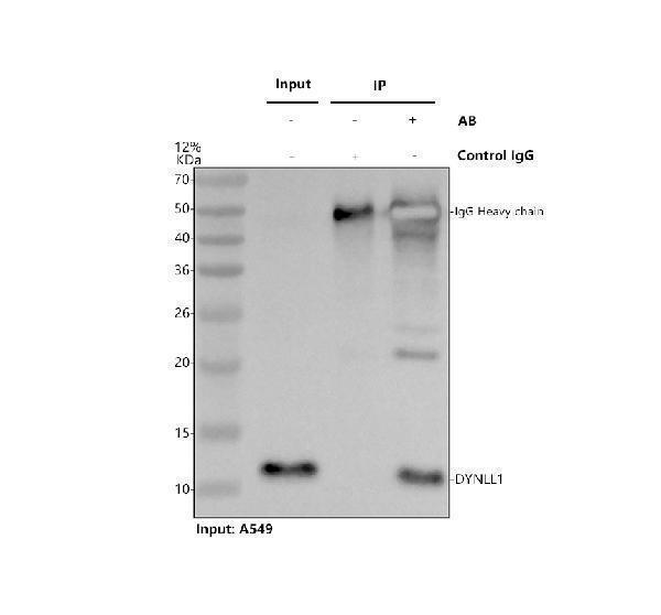 m03454 dynll1 primary antibodies ip testing 1