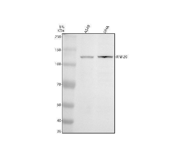 m03457 1 rnf20 primary antibodies wb testing 1
