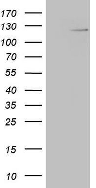 m03457 3 anti rnf20 mouse monoclonal antibody clone id oti2b9 wb testing 1