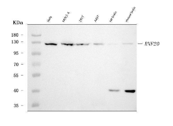 m03457 4 rnf20 primary antibodies wb testing 1