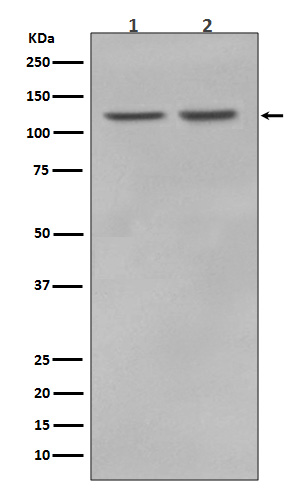 Western blot analysis of RNF20 in (1) MCF7 cell lysate; (2) HeLa cell lysate.