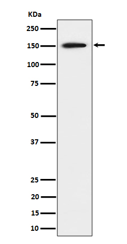 Western blot analysis of SAFB expression in 293 cell lysate