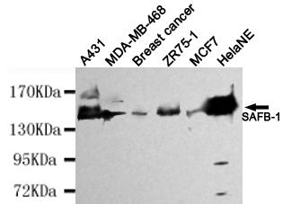 Western blot detection of SAFB-1 in HelaNE, A431, MDA-MB-468, Breast cancer, ZR75-1&MCF7 cell lysates using SAFB-1 antibody (1:4000 diluted) 