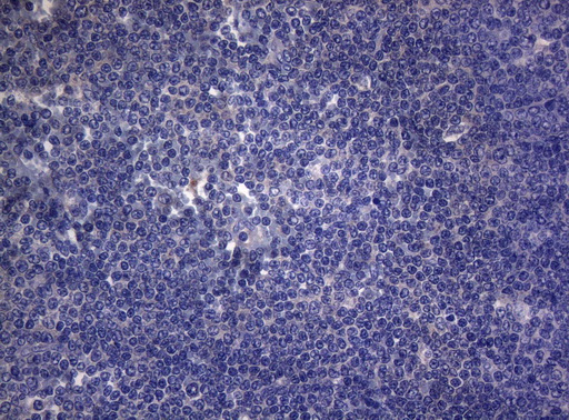 m03463 1 anti rab3a mouse monoclonal antibody clone id oti1g3 ihc testing 4