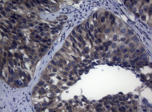 m03463 1 anti rab3a mouse monoclonal antibody clone id oti1g3 ihc testing 5