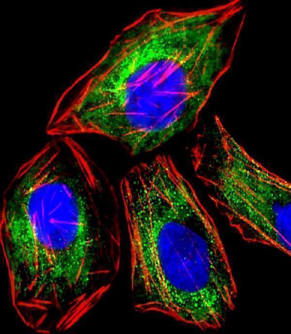 Immunofluorescent analysis of 4% paraformaldehyde-fixed, 0