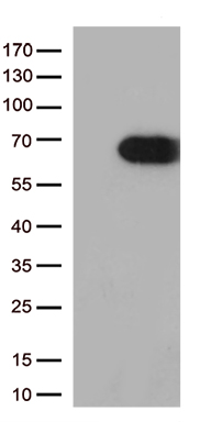 HEK293T cells were transfected with the pCMV6-ENTRY control (Left lane) or pCMV6-ENTRY USH1C (Right lane) cDNA for 48 hrs and lysed