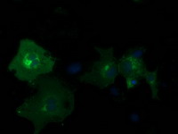 m03472 1 anti pde2a mouse monoclonal antibody clone id oti3a4 if testing 6