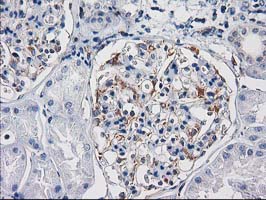 Immunohistochemical staining of paraffin-embedded Human Kidney tissue within the normal limits using anti-PDE2A mouse monoclonal antibody