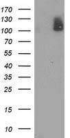 HEK293T cells were transfected with the pCMV6-ENTRY control (Left lane) or pCMV6-ENTRY PDE2A (Right lane) cDNA for 48 hrs and lysed