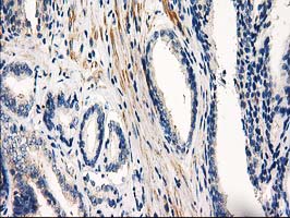 m03472 anti pde2a mouse monoclonal antibody clone id oti1g9 ihc testing 5