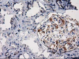 m03472 anti pde2a mouse monoclonal antibody clone id oti1g9 ihc testing 6