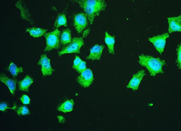 IF analysis of HSPA2 using anti-HSPA2 antibody (M03474-1). HSPA2 was detected in immunocytochemical section of PC-3 cells. Enzyme antigen retrieval was performed using IHC enzyme antigen retrieval reagent (AR0022) for 15 mins. The cells were blocked with 10% goat serum. And then incubated with 2μg/mL rabbit anti-HSPA2 Antibody (M03474-1) overnight at 4°C. DyLight®488 Conjugated Goat Anti-Rabbit IgG (BA1127) was used as secondary antibody at 1:100 dilution and incubated for 30 minutes at 37°C. The section was counterstained with DAPI. Visualize using a fluorescence microscope and filter sets appropriate for the label used.