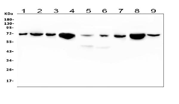 Western blot analysis of HSPA2 using anti-HSPA2 antibody (M03474-1). Electrophoresis was performed on a 5-20% SDS-PAGE gel at 70V (Stacking gel) / 90V (Resolving gel) for 2-3 hours. The sample well of each lane was loaded with 50ug of sample under reducing conditions. Lane 1: rat lung tissue lysates, Lane 2: rat liver tissue lysates, Lane 3: rat kidney tissue lysates, Lane 4: rat testicular tissue lysates, Lane 5: mouse lung tissue lysates, Lane 6: mouse liver tissue lysates, Lane 7: mouse kidney tissue lysates, Lane 8: mouse testicular tissue lysates, Lane 9: mouse RAW246.7 whole cell lysates, After Electrophoresis, proteins were transferred to a Nitrocellulose membrane at 150mA for 50-90 minutes. Blocked the membrane with 5% Non-fat Milk/ TBS for 1.5 hour at RT. The membrane was incubated with mouse anti-HSPA2 antigen affinity purified monoclonal antibody (Catalog # M03474-1) at 0.5 μg/mL overnight at 4°C, then washed with TBS-0.1%Tween 3 times with 5 minutes each and probed with a goat anti-mouse IgG-HRP secondary antibody at a dilution of 1:10000 for 1.5 hour at RT. The signal is developed using an Enhanced Chemiluminescent detection (ECL) kit (Catalog # EK1001) with Tanon 5200 system. A specific band was detected for HSPA2 at approximately 70KD. The expected band size for HSPA2 is at 70KD.