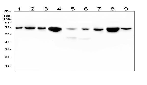 m03474 1 hspa2 primary antibodies wb testing 5