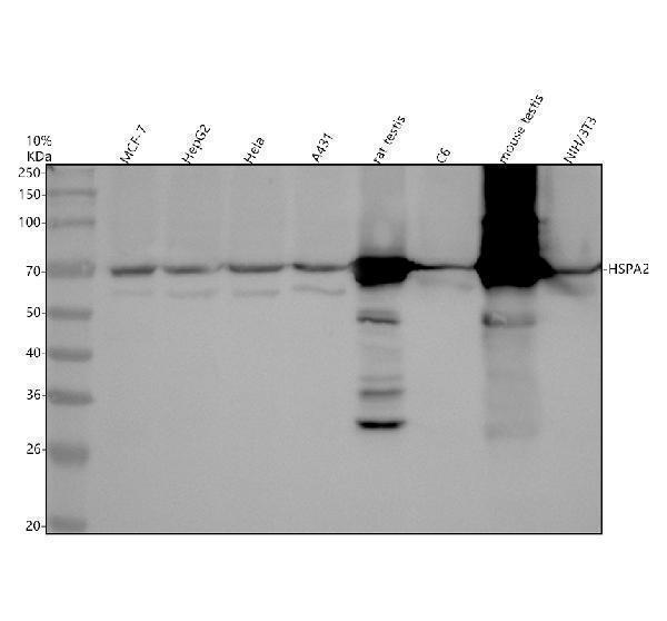 m03474 hspa2 primary antibodies wb testing 1
