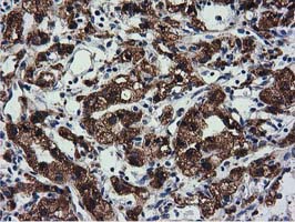 m03487 1 anti cyb5r3 mouse monoclonal antibody clone id oti2a10 ihc testing 11