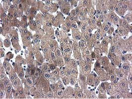 m03487 1 anti cyb5r3 mouse monoclonal antibody clone id oti2a10 ihc testing 12