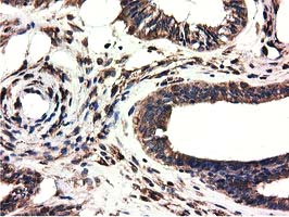 m03487 1 anti cyb5r3 mouse monoclonal antibody clone id oti2a10 ihc testing 4