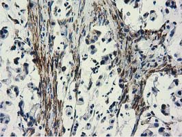 m03487 1 anti cyb5r3 mouse monoclonal antibody clone id oti2a10 ihc testing 9