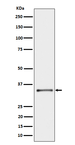 Western blot analysis of CYB5R3 expression in A431 cell lysate
