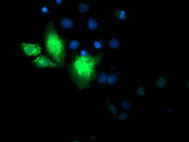 m03487 anti cyb5r3 mouse monoclonal antibody clone id oti1e8 if testing 12