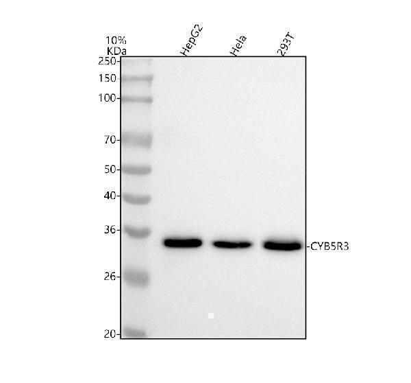  Western blot analysis of CYB5R3 using anti-CYB5R3 antibody (M03487)
