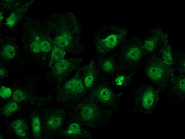 Anti-BAT1 mouse monoclonal antibody (M03490-1) immunofluorescent staining of COS7 cells transiently transfected by pCMV6-ENTRY BAT1