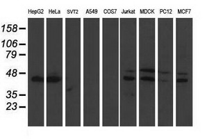 Western blot analysis of extracts (35ug) from 9 different cell lines by using anti-BAT1 monoclonal antibody (HepG2: human; HeLa: human; SVT2: mouse; A549: human; COS7: monkey; Jurkat: human; MDCK: canine; PC12: rat; MCF7: human)