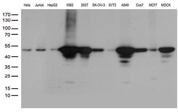 m03490 2 anti uap56 ddx39b mouse monoclonal antibody clone id oti2g7 wb testing 2