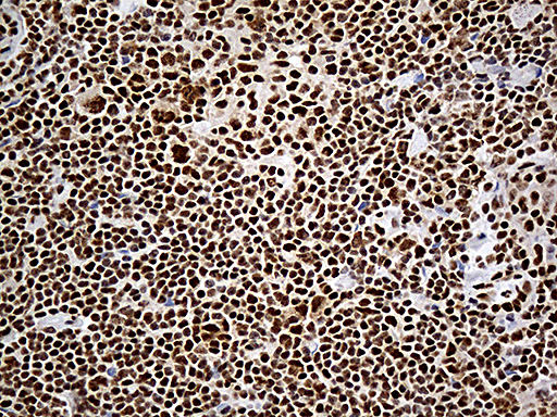 m03490 anti uap56 ddx39b mouse monoclonal antibody clone id oti2f11 ihc testing 5