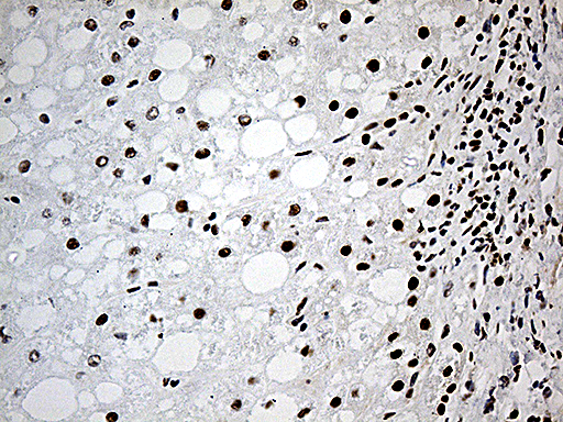 m03490 anti uap56 ddx39b mouse monoclonal antibody clone id oti2f11 ihc testing 8