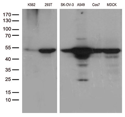 Western blot analysis of extracts (35ug) from different 6 cell lines lysates by using anti-DDX39B monoclonal antibody (1:500)