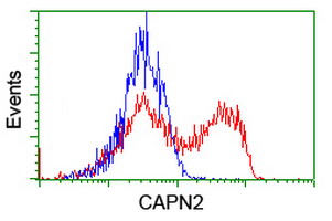 HEK293T cells transfected with either CAPN2 (Myc-DDK-tagged) overexpress plasmid (Red) or empty vector control plasmid (Blue) were immunostained by anti-CAPN2 antibody (M03492-1)