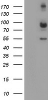 m03492 1 anti calpain 2 capn2 mouse monoclonal antibody clone id oti1f4 wb testing 1