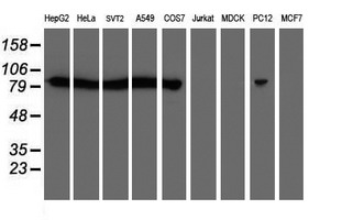 m03492 1 anti calpain 2 capn2 mouse monoclonal antibody clone id oti1f4 wb testing 2