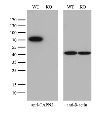 m03492 1 anti calpain 2 capn2 mouse monoclonal antibody clone id oti1f4 wb testing 3_1