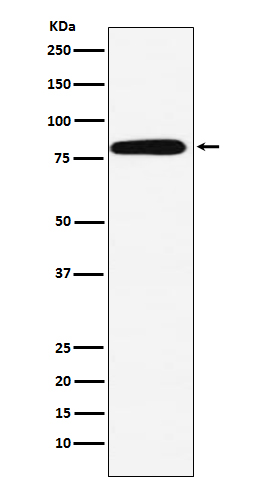 Western blot analysis of Calpain 2 expression in A431 cell lysate