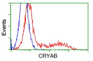 HEK293T cells transfected with either CRYAB (Myc-DDK-tagged) overexpress plasmid (Red) or empty vector control plasmid (Blue) were immunostained by anti-CRYAB antibody (M03496-1)