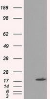 m03496 1 anti alpha b crystallin cryab mouse monoclonal antibody clone id oti6g5 wb testing 1