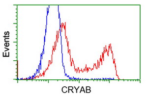 m03496 2 anti alpha b crystallin cryab mouse monoclonal antibody clone id oti6d11 flow cytometry testing 6