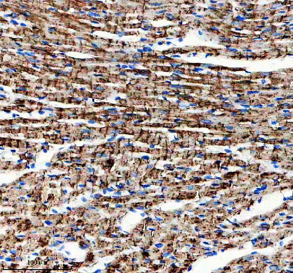 m03496 cryab primary antibodies ihc testing 3