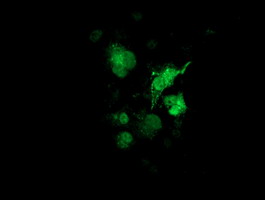 m03500 1 anti sult1a1 mouse monoclonal antibody clone id oti9b7 if testing 9