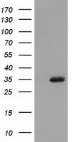m03500 1 anti sult1a1 mouse monoclonal antibody clone id oti9b7 wb testing 1
