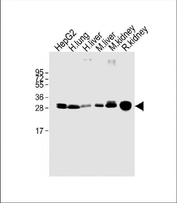 m03500 anti sult1a1 wb testing 1