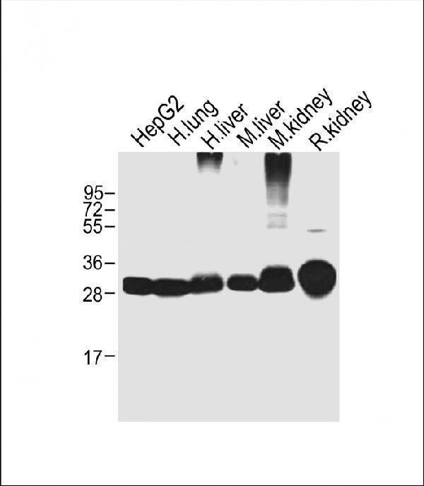 m03500 anti sult1a1 wb testing 2