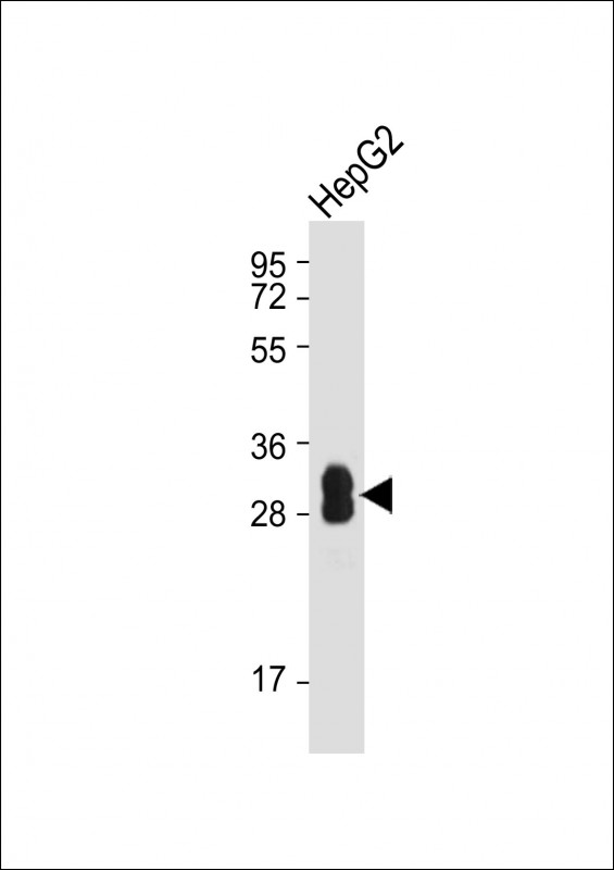 m03500 anti sult1a1 wb testing 3