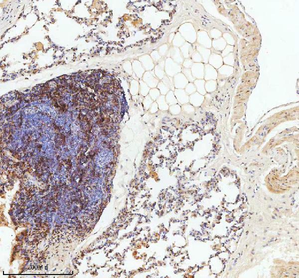 m03502 lmo2 primary antibodies ihc testing 2