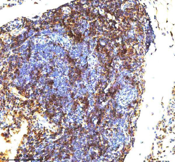 m03502 lmo2 primary antibodies ihc testing 3